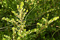 Betula nana Betula nana